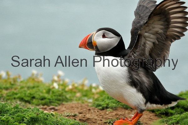 other birds sarah allen other birds sarah allen